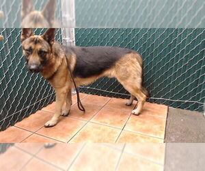 German Shepherd Dog Dogs for adoption in Downey, CA, USA
