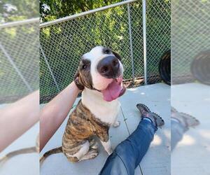 American Pit Bull Terrier-Unknown Mix Dogs for adoption in Charlotte, NC, USA