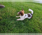Small Photo #4 Papillon Puppy For Sale in FREDERICKSBURG, OH, USA
