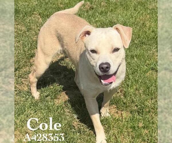 Medium Photo #2 Labrador Retriever-Unknown Mix Puppy For Sale in Conroe, TX, USA