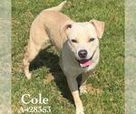 Small #1 Labrador Retriever Mix