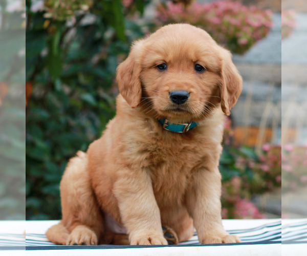 Medium Photo #1 Golden Retriever Puppy For Sale in LITITZ, PA, USA