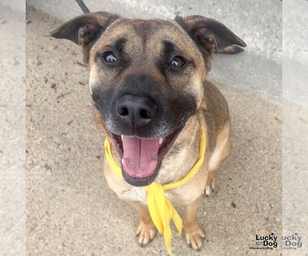 Medium Photo #7 Mutt Puppy For Sale in Washington, DC, USA