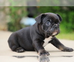 Small Photo #32 French Bulldog Puppy For Sale in CARROLLTON, TX, USA
