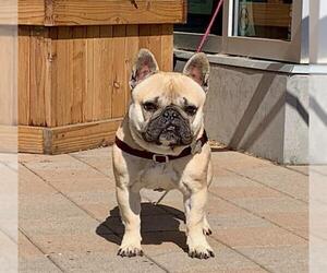 French Bulldog Dogs for adoption in Berkeley , CA, USA