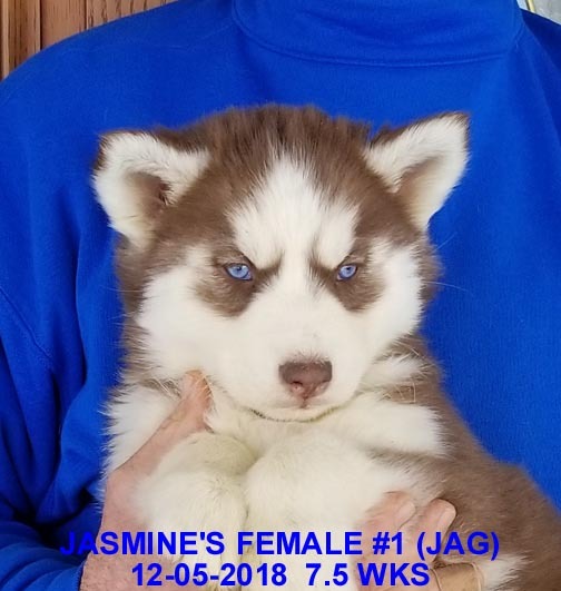 Medium Photo #11 Siberian Husky Puppy For Sale in MANILLA, IA, USA