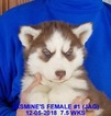 Small Photo #11 Siberian Husky Puppy For Sale in MANILLA, IA, USA