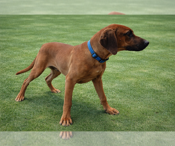 Medium Photo #15 Rhodesian Ridgeback Puppy For Sale in HIGHLANDS, TX, USA