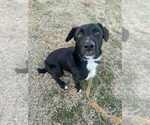 Small Photo #12 Labrador Retriever Puppy For Sale in Evansville, IN, USA
