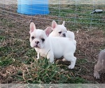 Small Photo #3 French Bulldog Puppy For Sale in BONE CAVE, TN, USA