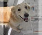 Small #1 Golden Retriever Mix