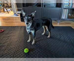 Mutt Dogs for adoption in Claremore, OK, USA