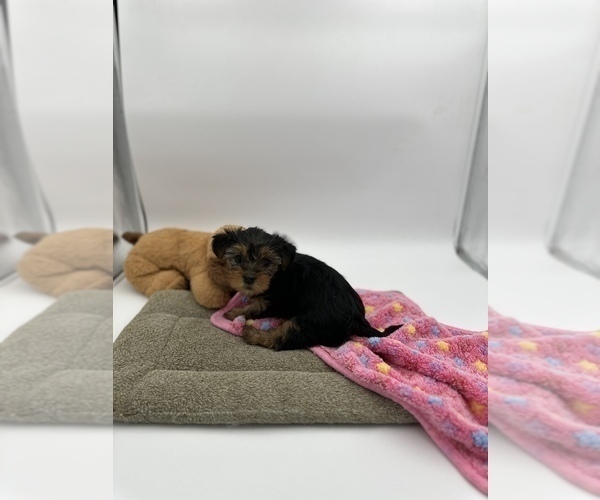 Medium Photo #2 Yorkshire Terrier Puppy For Sale in WOODBRIDGE, VA, USA