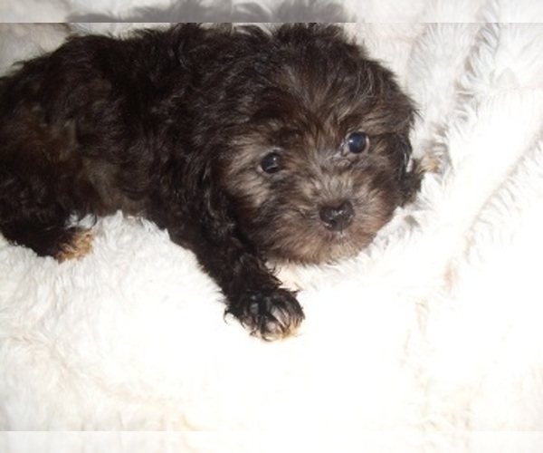 Medium Photo #4 Maltipoo (Toy) Puppy For Sale in MADISON, MS, USA
