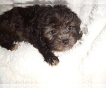 Small #3 Maltipoo (Toy)