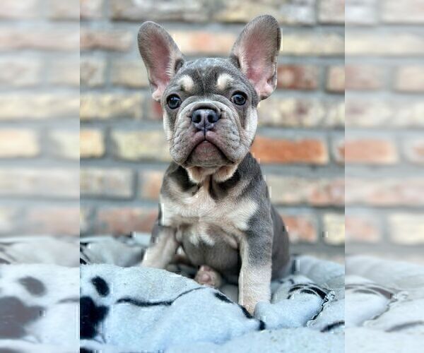 Medium Photo #20 French Bulldog Puppy For Sale in ERIAL, NJ, USA