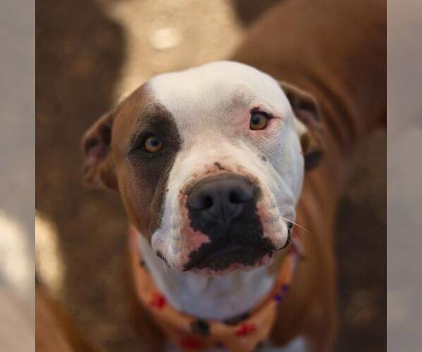Medium Photo #1 American Staffordshire Terrier-Unknown Mix Puppy For Sale in San Antonio, TX, USA