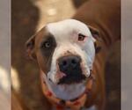 Small American Staffordshire Terrier Mix
