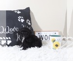 Small #1 Shih-Poo