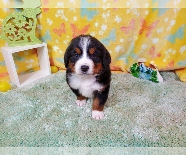 Medium Photo #7 Bernese Mountain Dog Puppy For Sale in BLACK FOREST, CO, USA