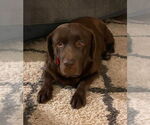 Small #2 Labrador Retriever
