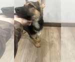 Small #2 German Shepherd Dog