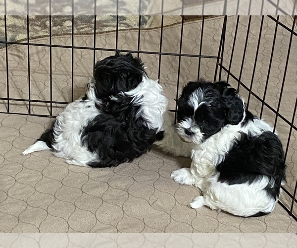 Medium Photo #6 Shih-Poo Puppy For Sale in GLOUCESTER, VA, USA