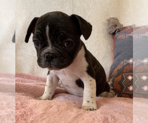 French Bulldog Puppy for sale in CHARLESTON, SC, USA