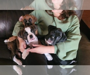 Boxer Puppy for sale in STREET, MD, USA