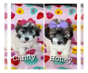 Coton de Tulear Puppy for sale in BELLA VISTA, AR, USA