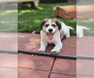 Mutt Dogs for adoption in San Diego, CA, USA
