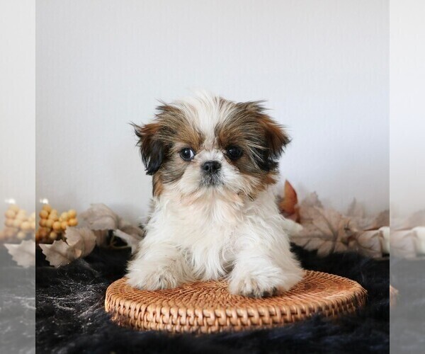 Medium Photo #5 Shih Tzu Puppy For Sale in ARTHUR, IL, USA