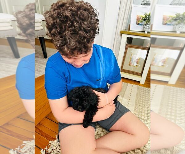 Medium Photo #4 Shih Tzu Puppy For Sale in BROCKTON, MA, USA
