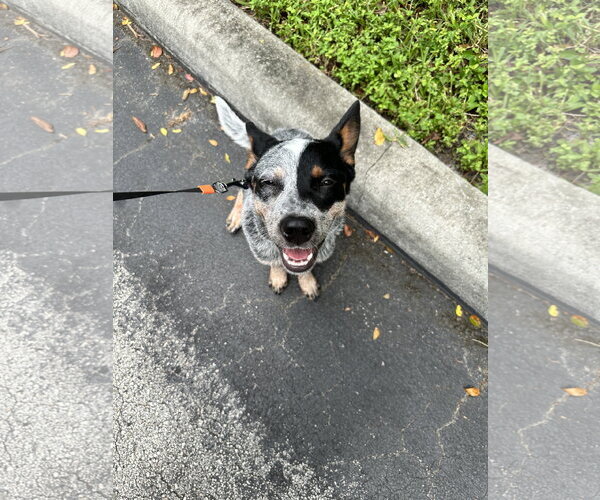 Medium Photo #2 Mutt Puppy For Sale in BOYNTON BEACH, FL, USA