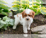 Small Photo #4 Poodle (Miniature) Puppy For Sale in FREDERICKSBURG, OH, USA