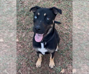 Kevin - Male Siberian Husky-Unknown Mix Dog for Adoption - Photo #3