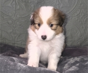 Medium Shetland Sheepdog