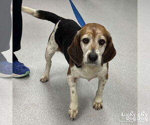 Beagle Dogs for adoption in Washington, DC, USA