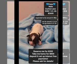 Poodle (Toy)-Zuchon Mix Puppy for sale in TUCSON, AZ, USA