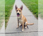 Small Mutt
