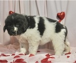 Small Photo #3 Newfoundland Puppy For Sale in FREDERICKSBURG, OH, USA
