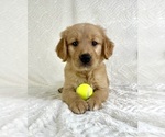 Small #1 Golden Retriever