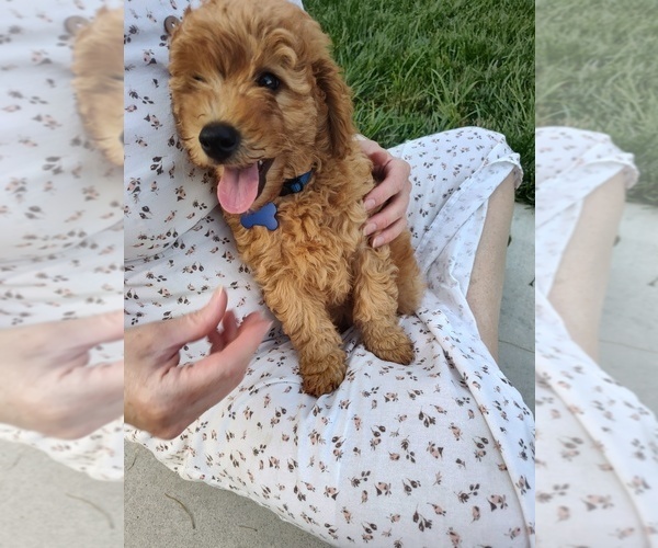 Medium Photo #24 Goldendoodle (Miniature) Puppy For Sale in GLENN, CA, USA