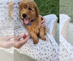 Small #3 Goldendoodle (Miniature)