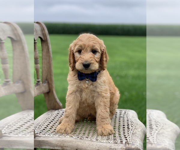 Medium Photo #5 Irish Doodle Puppy For Sale in WOOSTER, OH, USA
