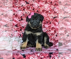 German Shepherd Dog Puppy for sale in CHRISTIANA, PA, USA