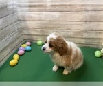 Small Photo #3 Cavapoo Puppy For Sale in FULTON, KS, USA