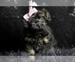 Small Photo #18 Morkie Puppy For Sale in WARSAW, IN, USA