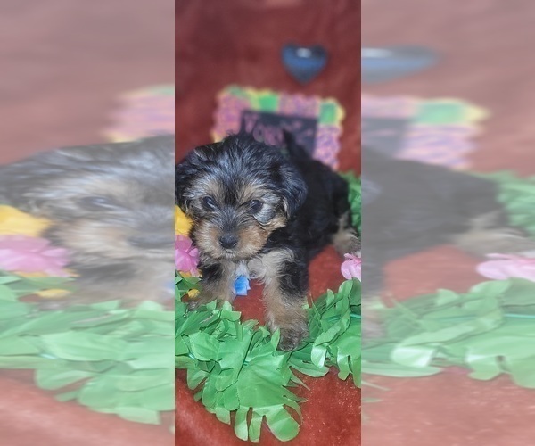 Medium Photo #10 Yorkshire Terrier Puppy For Sale in AKRON, OH, USA