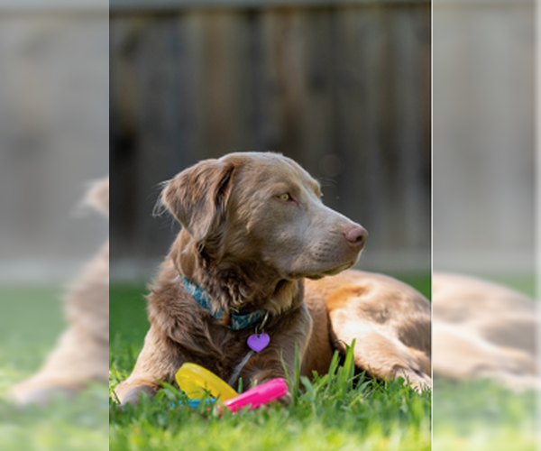 Medium Photo #8 Goldmaraner Puppy For Sale in Fort Worth, TX, USA